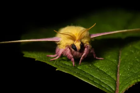 The fuzz of the fingernail-sized rosy maple moth may remind you of a teddy bear. 
