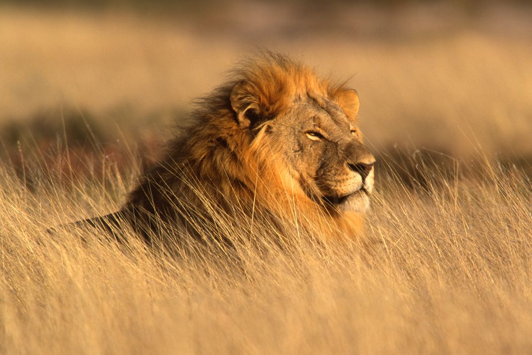 Lion on watch