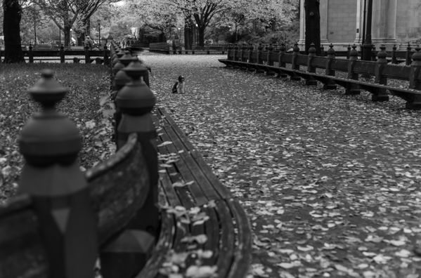 Central Park Doggo thumbnail
