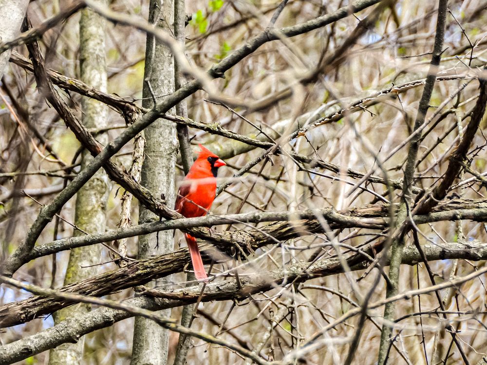 Cardinal In The Woods | Smithsonian Photo Contest | Smithsonian Magazine