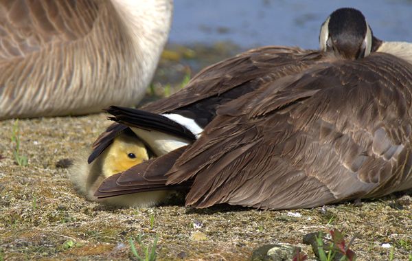 Canada Goose - Gosling - Peek a Boo thumbnail