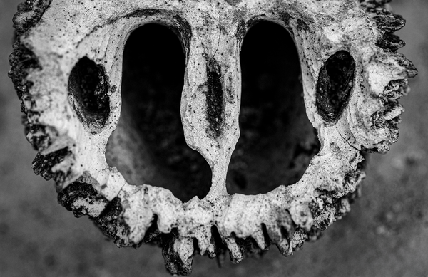 Nature’s Architecture thumbnail