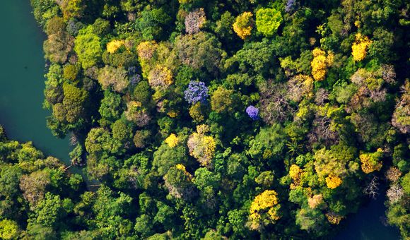 bci_flowering_canopy.jpg