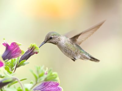 Anna's hummingbirds have brains uniquely adapted for hovering precisely while feeding.