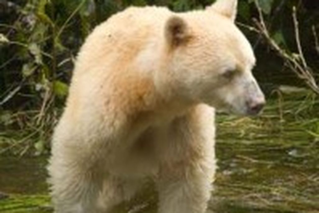 20110520102306Spiritbear-199x300.jpg