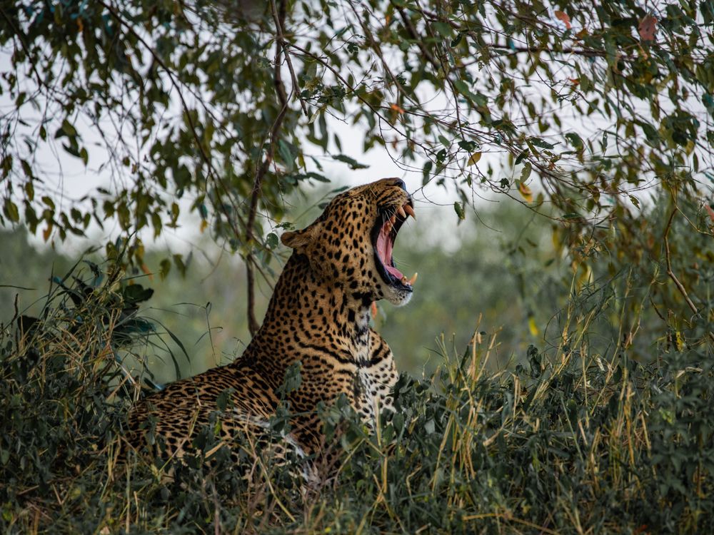 Leopard Awakening | Smithsonian Photo Contest | Smithsonian Magazine
