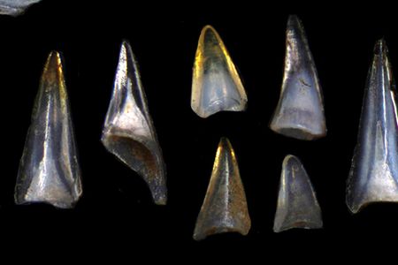 A collection of fish teeth and shark scales from the Early Cenozoic period.