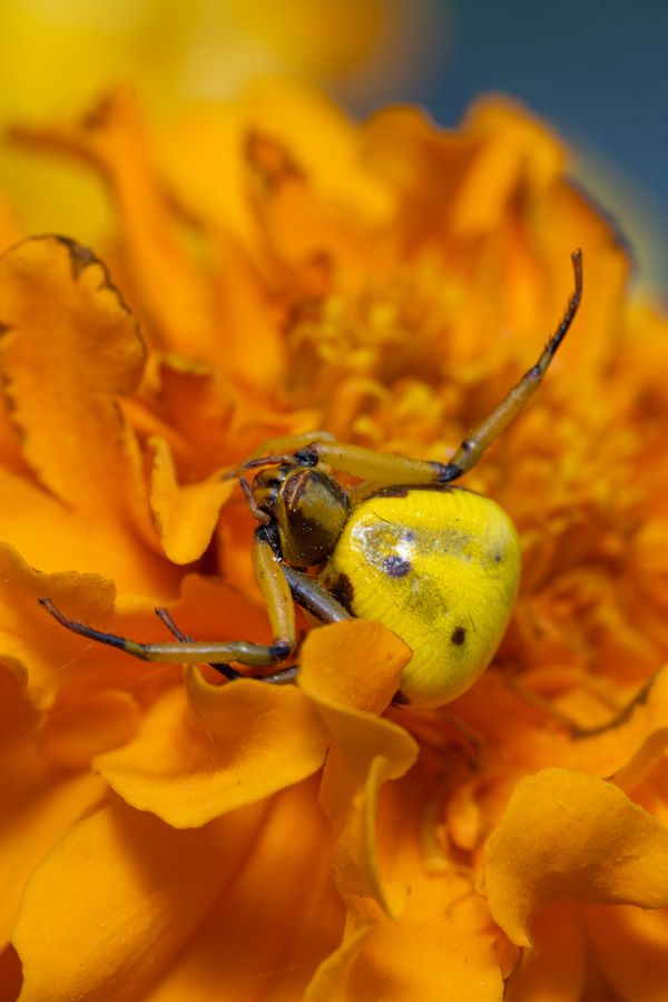 Astounding Beauty of the Crab Spider thumbnail