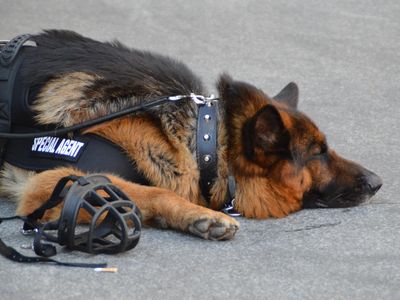 Texas state law classifies retired police dogs (and other law enforcement animals) as surplus government property not to be used for private benefit.