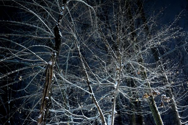 Snow covered trees on a blue night thumbnail