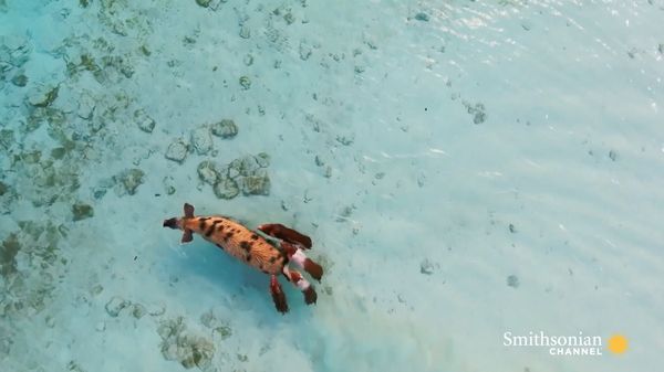 Preview thumbnail for These Swimming Pigs Live a Cushy Lifestyle in the Bahamas