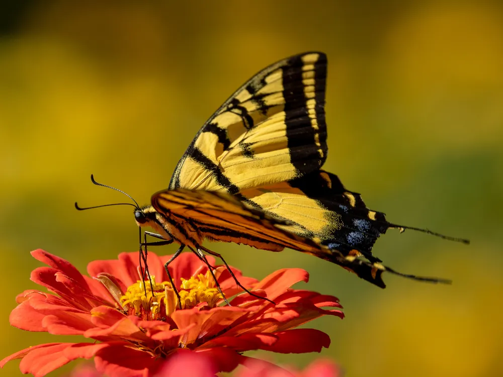 yellow on orange