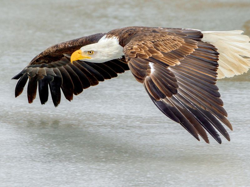 Bald Eagles in 2024 Flight