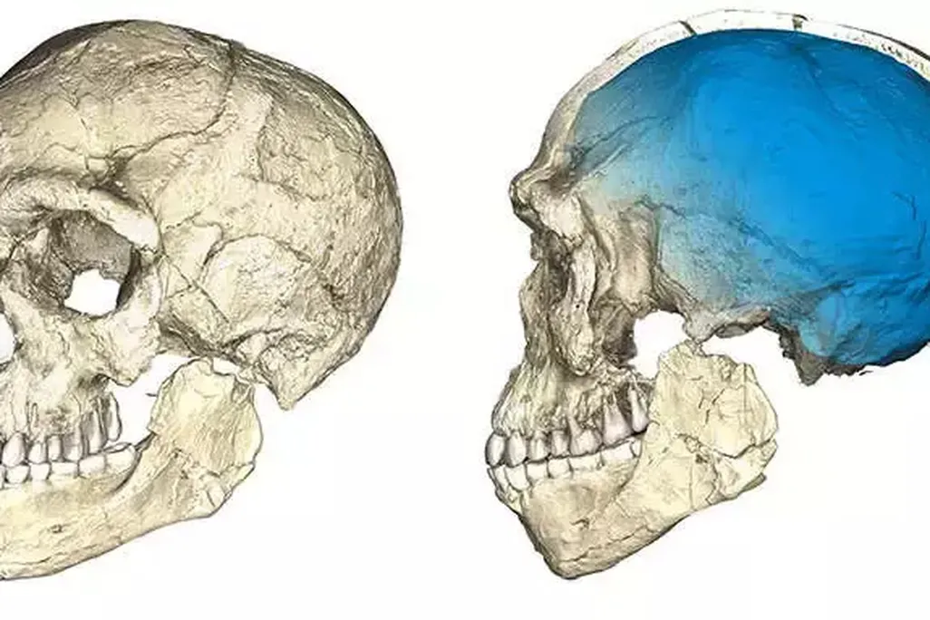 Two views of a reconstruction of an early human skull