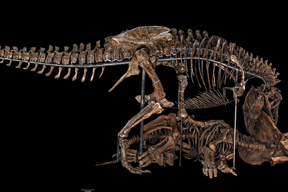 T-rex skeleton 3-D printing