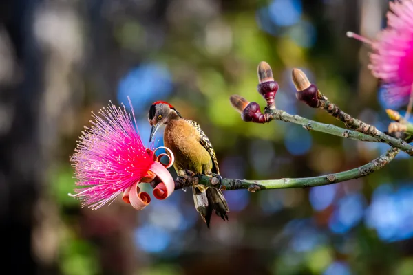 Woodpecker Feeding on a Shaving Brush Blossom thumbnail