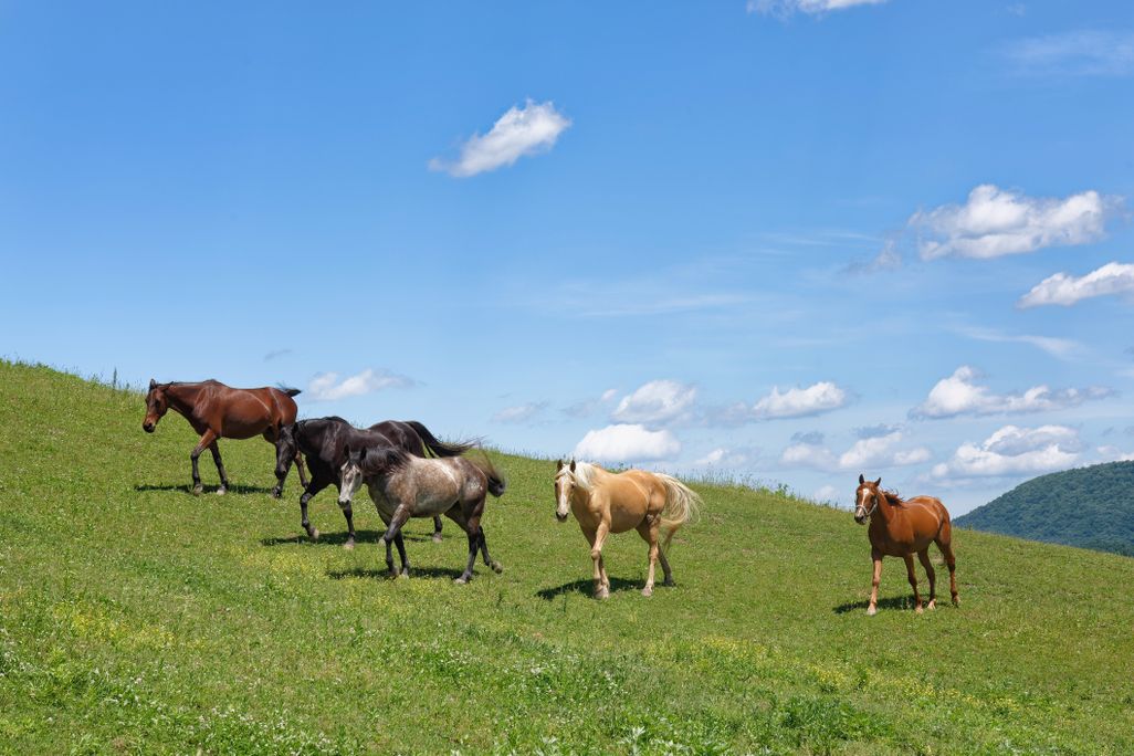 horses
