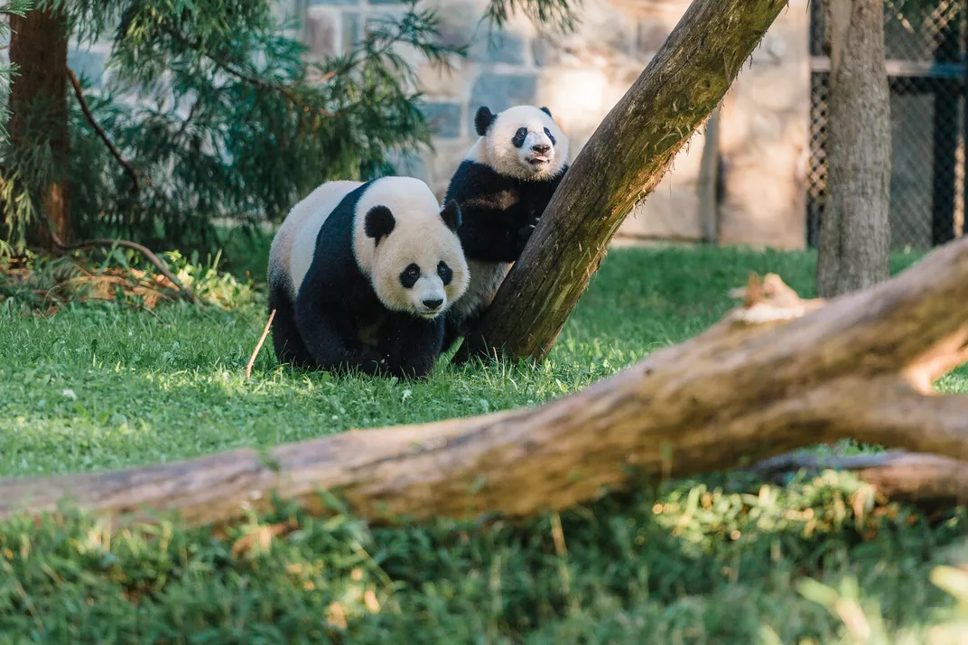 Mei Xiang and Bei Bei