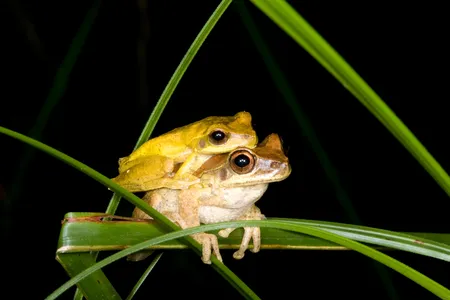 Two tree frogs share an intimate moment. The eye-popping yellow of the male only emerges in mating season.