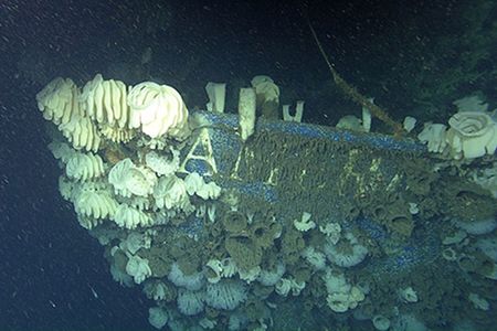 The American Heritage is enjoying a new lease on life as an artificial reef home to hundreds of deep-sea sponges and other marine creatures