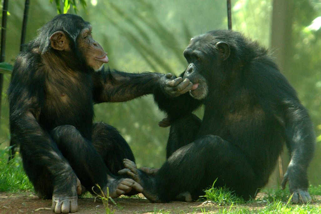 03_27_2014_chimp.jpg