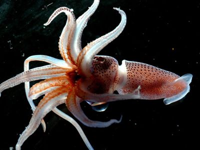 The cockeyed squid keeps one eye to the sky and another peeled to the darkness below.