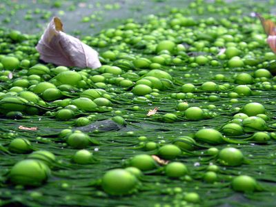 This slimy green algae is far more complex than the type that helped fuel the formation of modern creatures, but it's a distant relative.