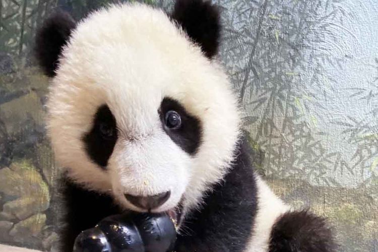 Baby panda (longform main)