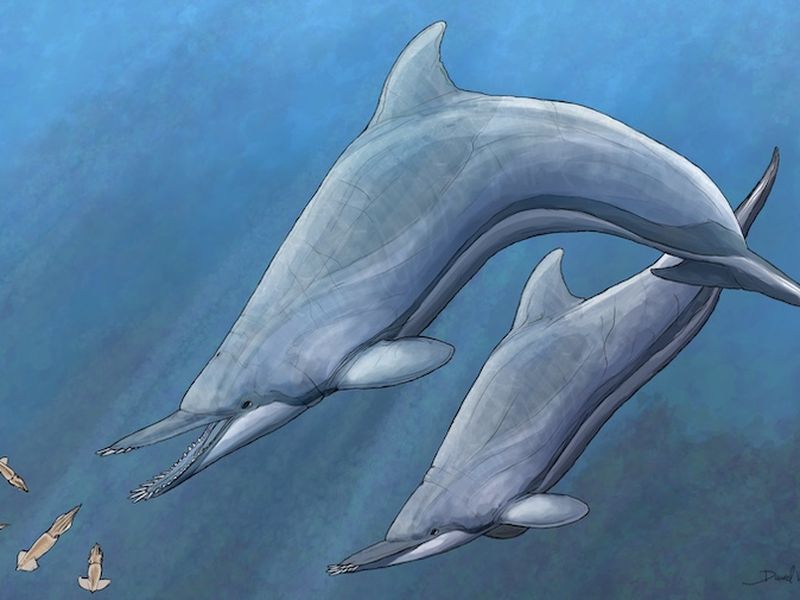 different types of dolphins list