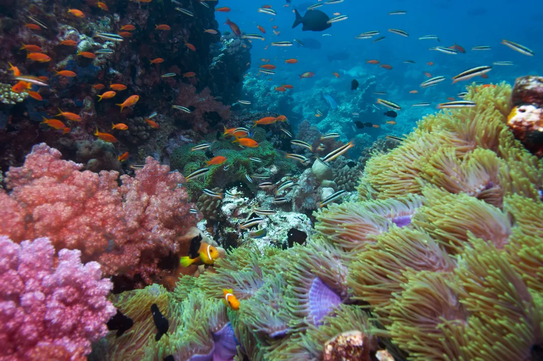 Tropical fish and coral, the Great Barrier Reef