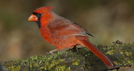 A northern cardinal