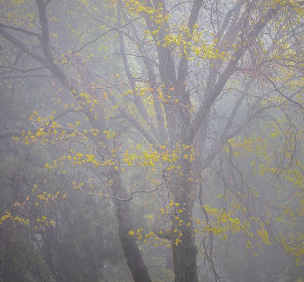Sundrops in the foggy forest of Palomar Mountain thumbnail