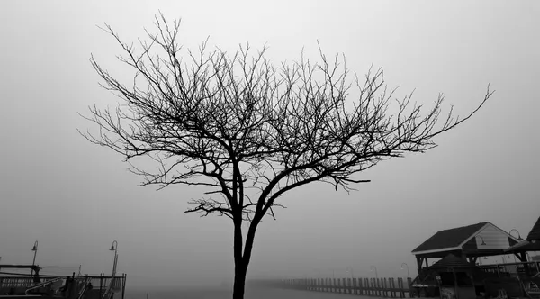 The Tree of Life thumbnail