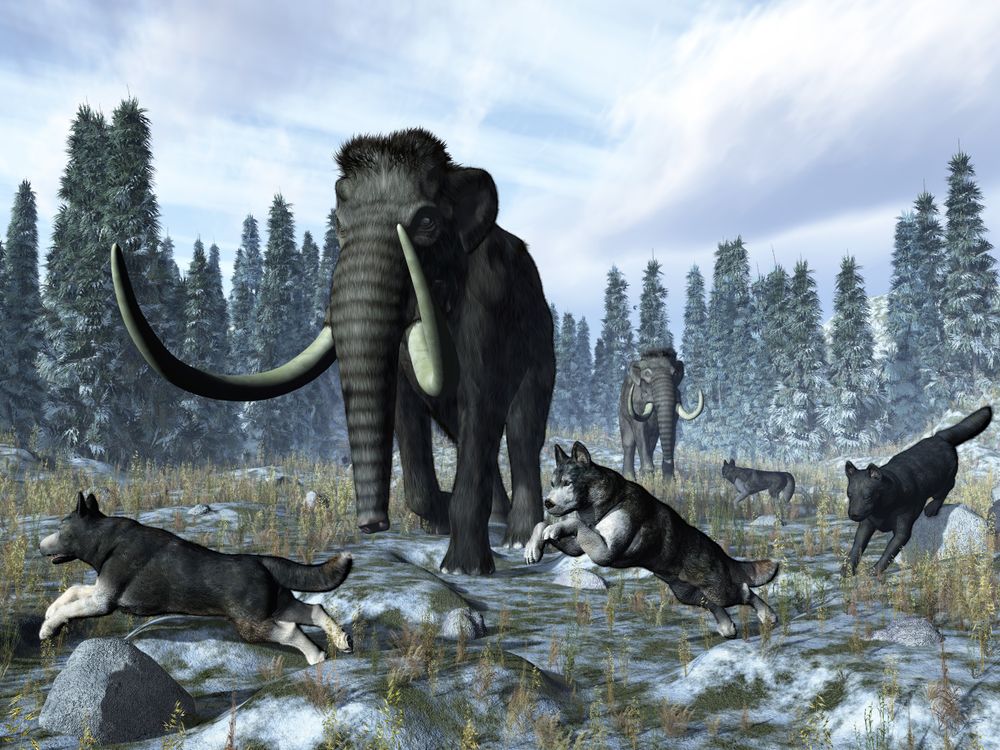 Dogs and Mammoths