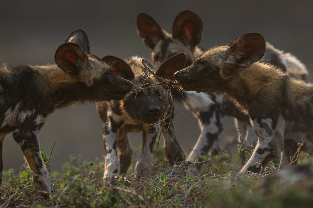 Every time I’m in Africa, I hold no expectations about what wildlife I’d like to see. I always figure nature will give me what I’m meant to see.  But it seems nature is always holding out on African Wild Dogs. These ferocious, wildly mobile, piranha-like animals are an enigma – difficult to find, much less to photograph. Recently though, I had the opportunity to observe a pack of dogs. The adults relaxed, all the while keeping alert, while the puppies played, rested, and behaved like piranhas when it was feeding time. It was amazing to see the pack being the social animals they are known to be.