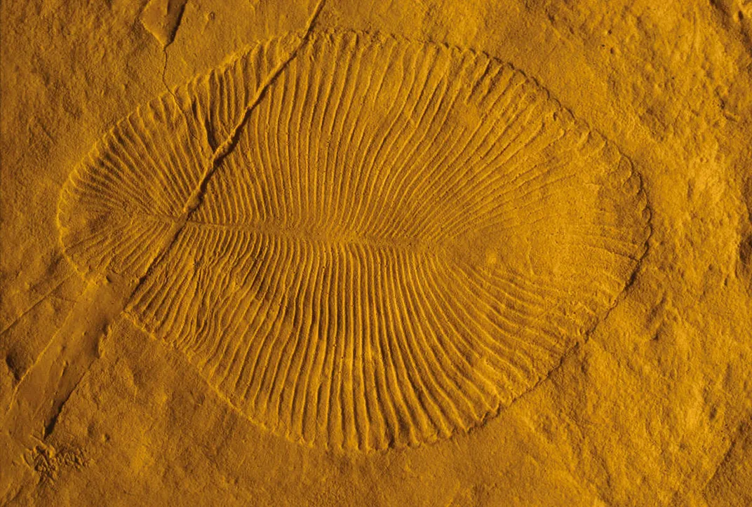 a fan-like blob fossil in sandstone