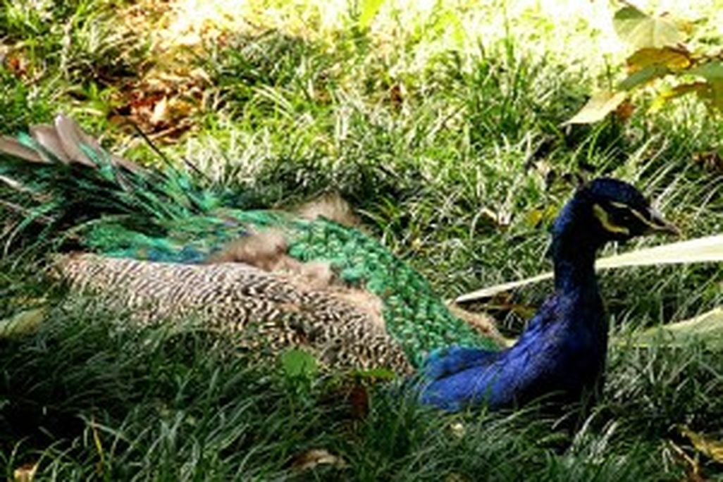 20110520102442512918362_9bf81b2af3-300x225.jpg