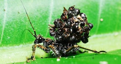 assassin-bug