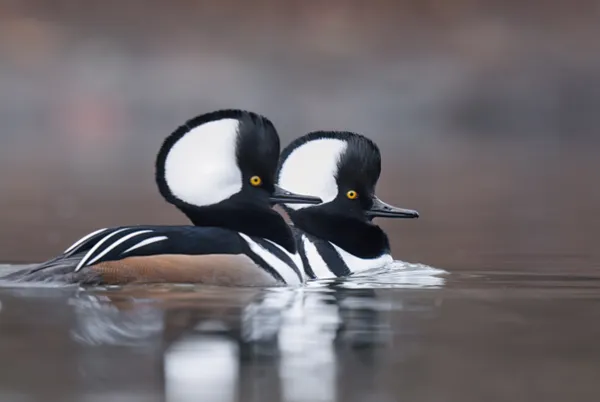 Two male hooded mergansers thumbnail