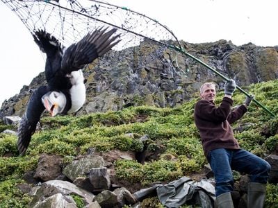As his ancestors have done for generations, Icelander Árni Hilmarsson catches an Atlantic puffin in a net called a háfur.