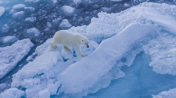 The Arctic King thumbnail