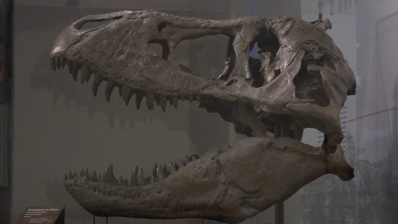 Preview thumbnail for The T-Rex's Journey to D.C