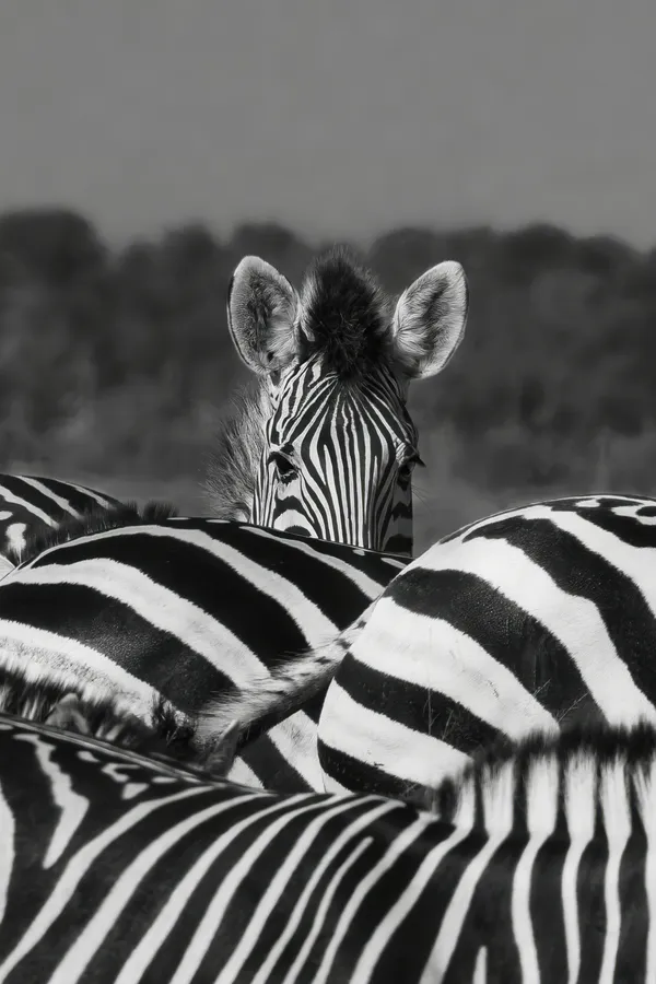 Hiding Behind Stripes thumbnail