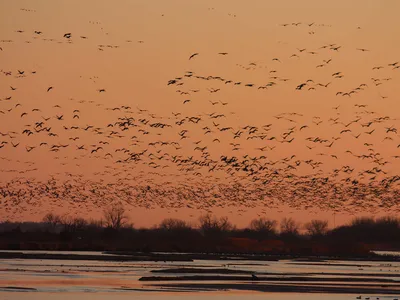 Sandhill cranes fly over Nebraska&#39;s Platte River, where they gather each year during their spring migration, in 2009.