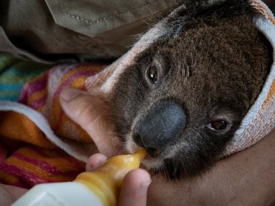 A young koala recovers at the wildlife park hospital.
