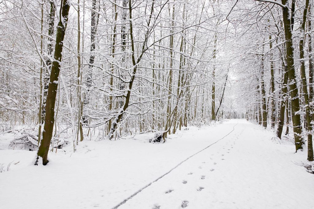 Snowy Woods