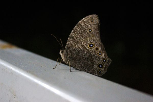 butterfly out at night thumbnail