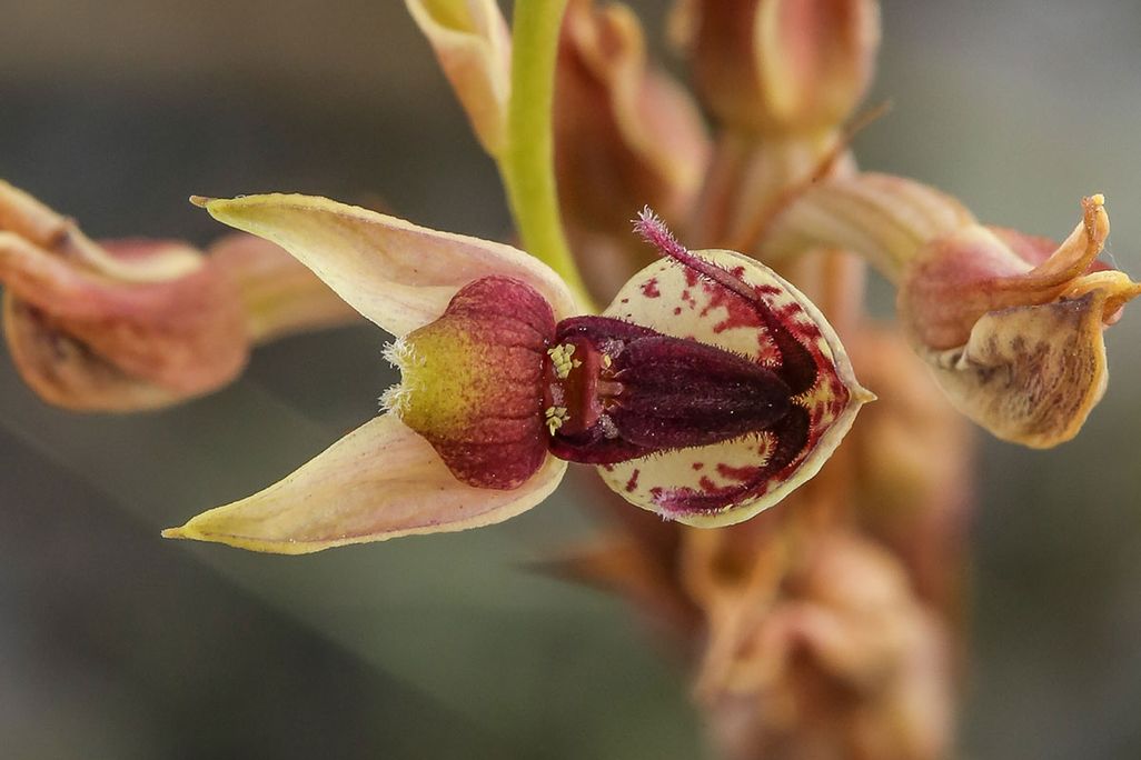 Orchid
