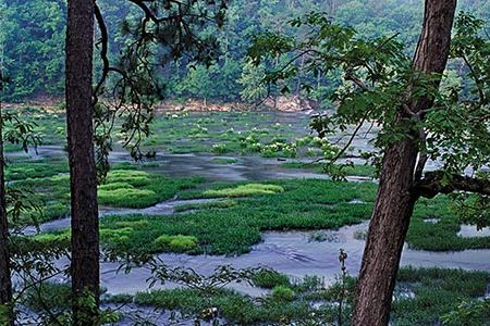 The 190-mile-long Cahaba River is home to many rare species, some of which were thought to be extinct.  The showy Cahaba lily (at Halfmile Shoals) thrives in clean, clear, rapidly flowing water.