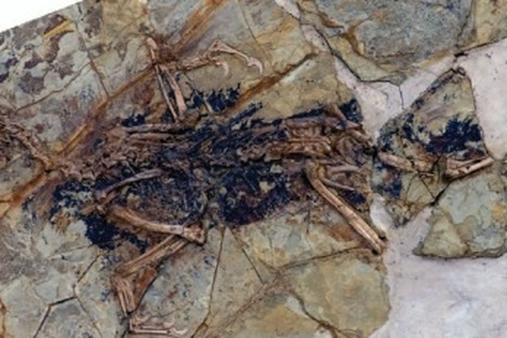 The skeleton of Xiaotingia (head is to the left)